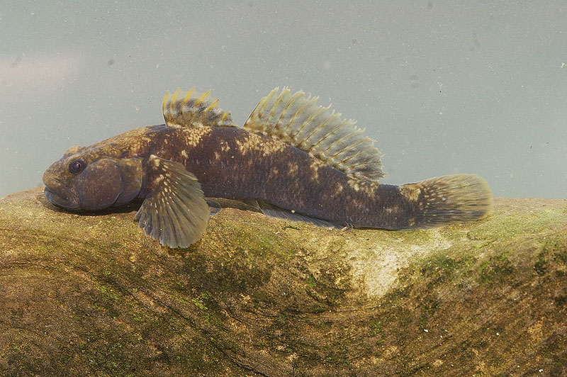 (Padogobius) Род ПАДОГОБИУСЫ 2 вида